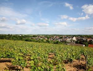 Vignoble Reuilly