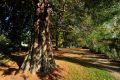 18-vierzon-sqLBsequoia
