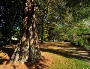 18-vierzon-sqLBsequoia